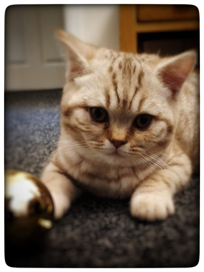 Image for 8. Blitzen  the  Christmas Kitten