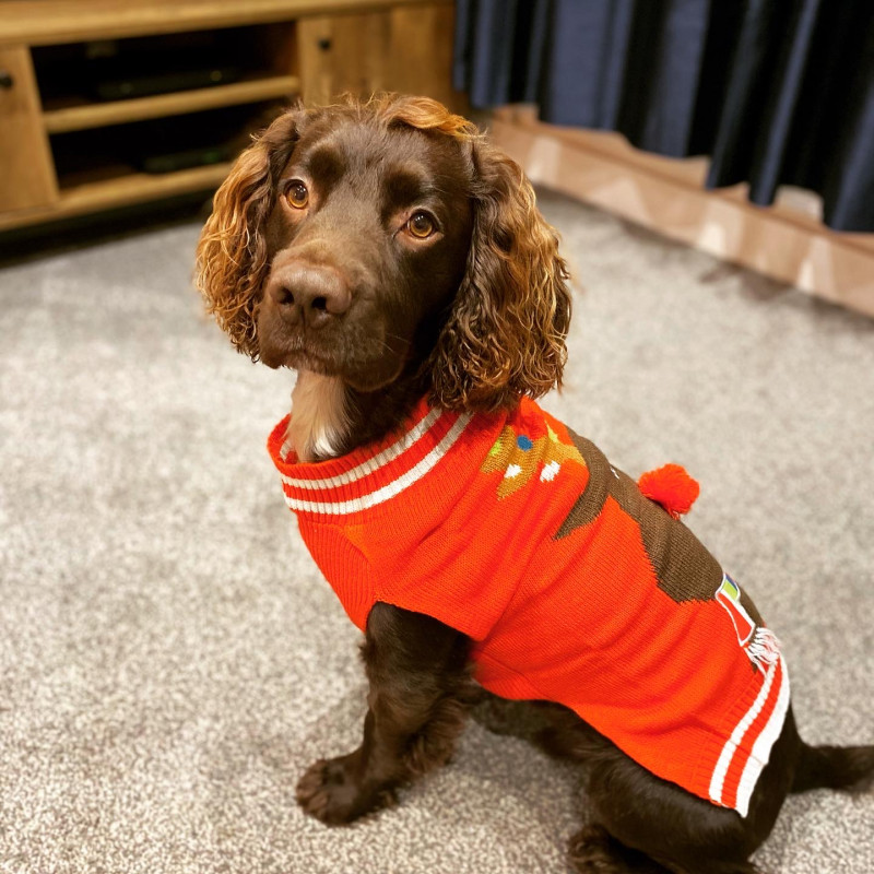 Image for 41. Dustin looking proud as punch in his new Christmas Jumper 🎄 Officially ready for Christmas