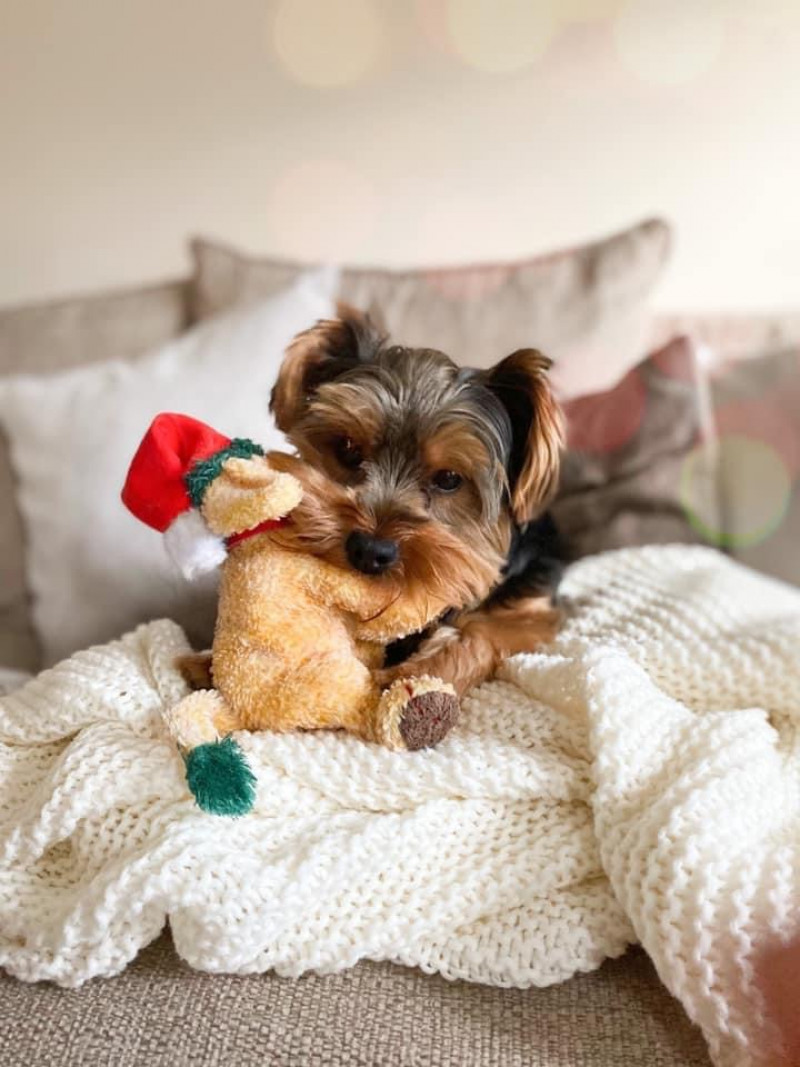 Image for 74. Berties got lots of teddies of his own however, Bertie prefers to steal the cats Christmas teddy.