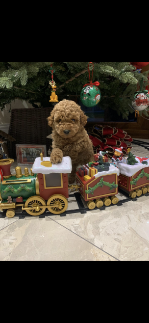 57 - WAB's 2021 Christmas Competition