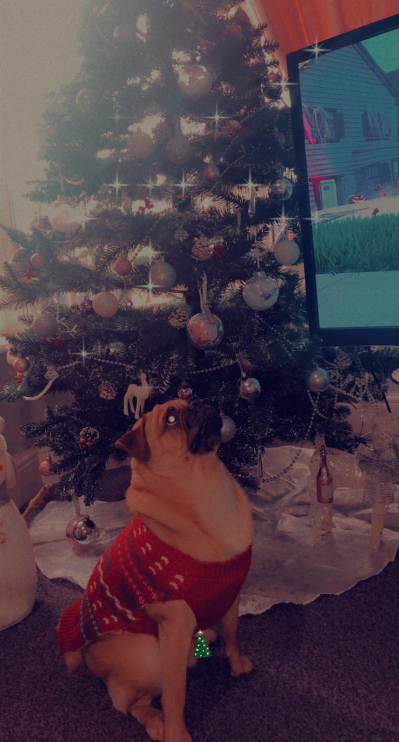 Image for 91. Awe pug milo feeling festive