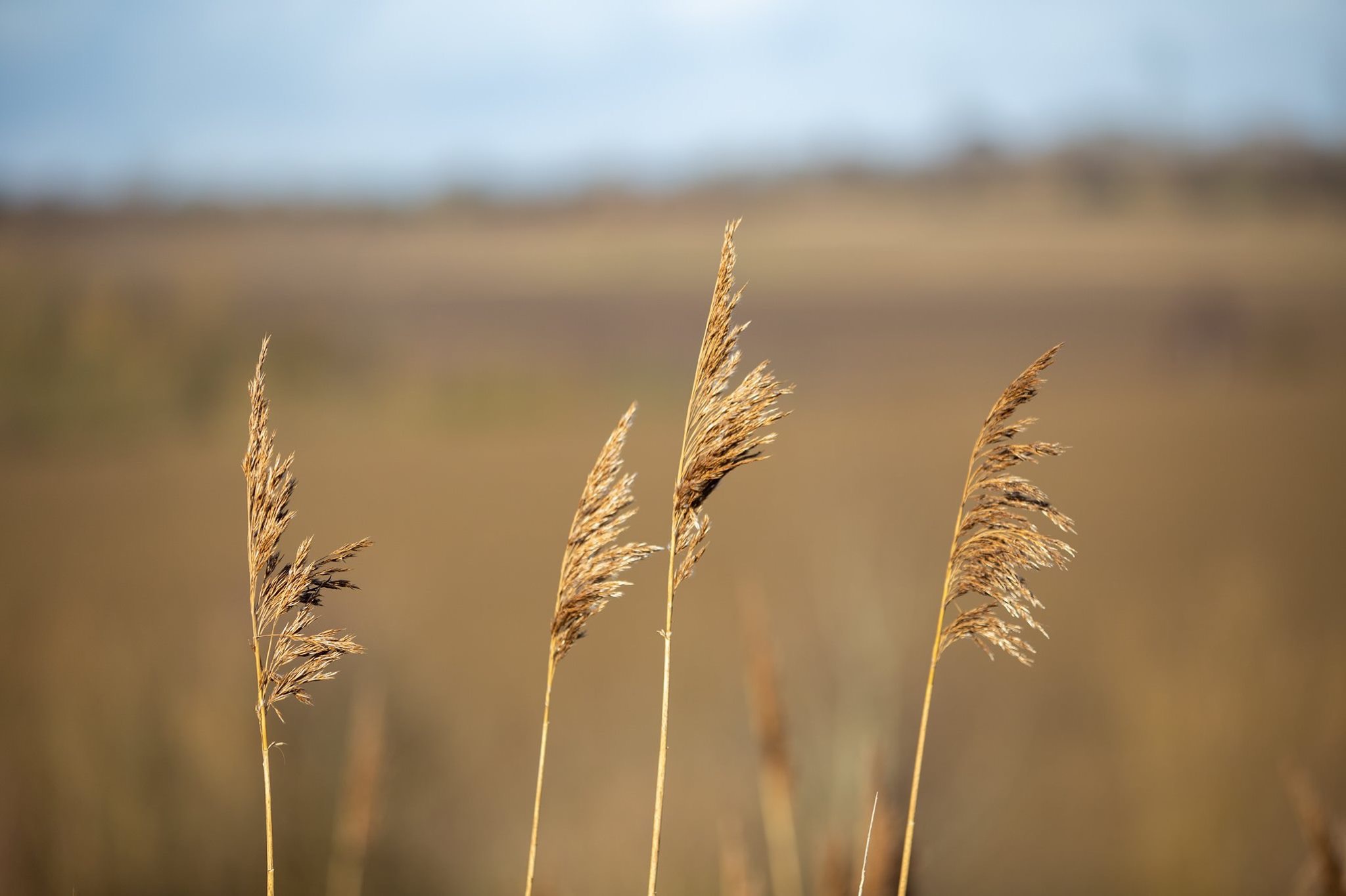 Image for Rabbit Ings January 2020 Royston