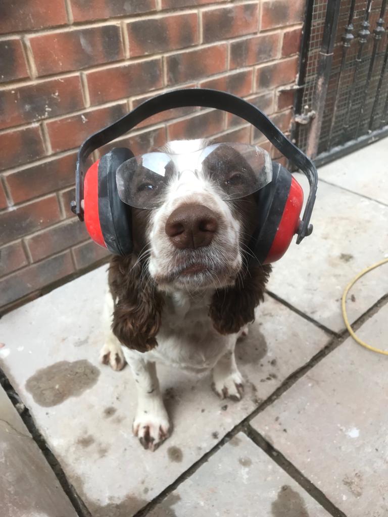 Image for Archie ready for work with his Daddy 😂♥️🐶