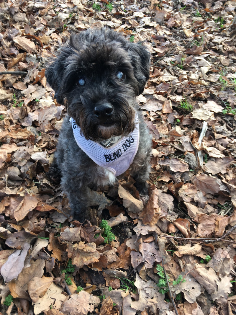 Image for Bailey, aged 11 1/2 , he’s totally blind and diabetic but still loves to be out on walks