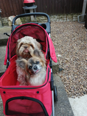 Coco and sox ready to go a walk