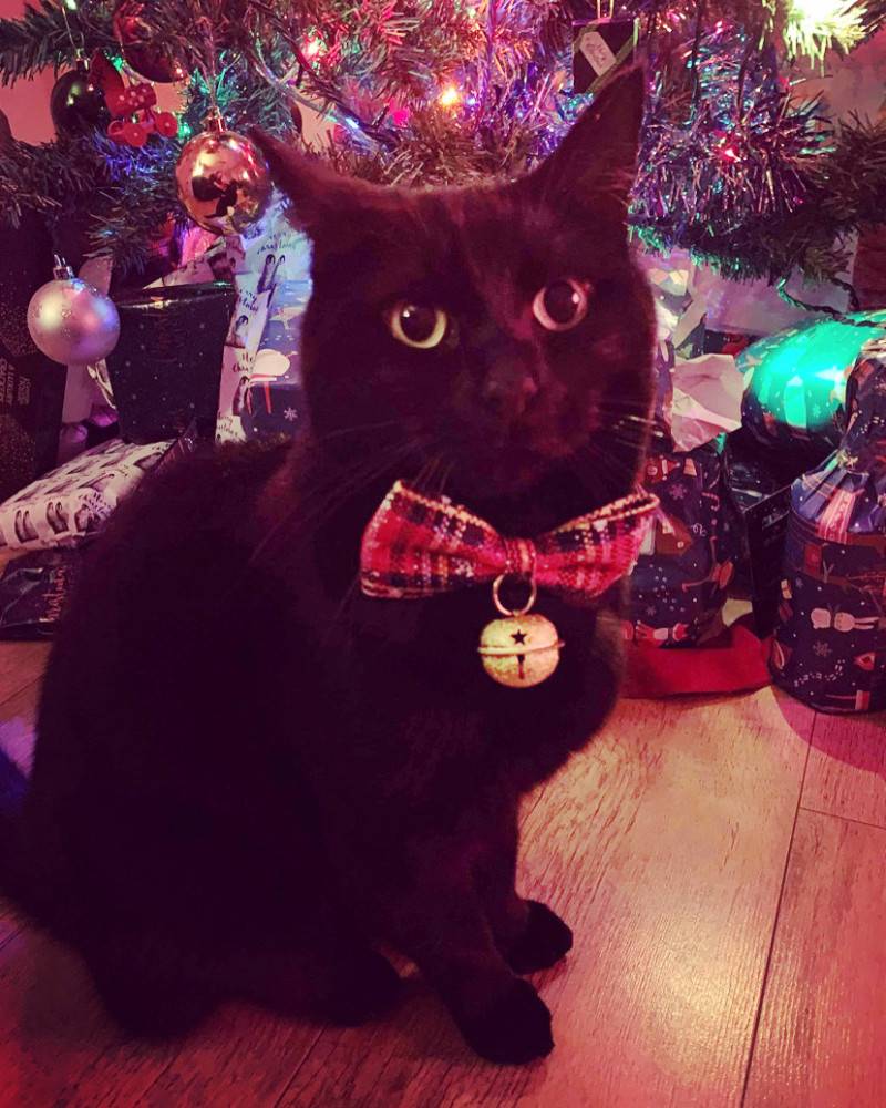 Image for 101. This is Shadowfax wearing his Christmas outfit, sitting under the tree because he is a true gift!