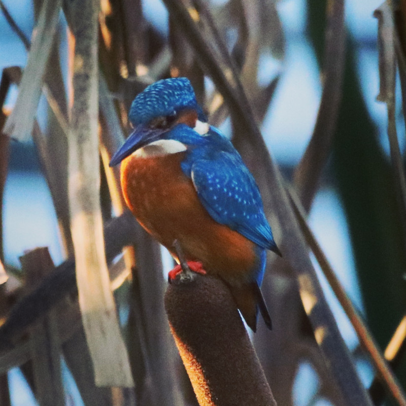 Image for Fantastic wildlife in lockdown