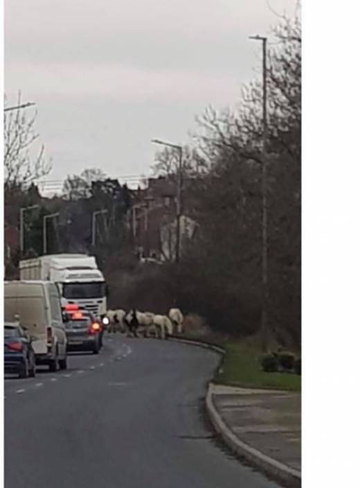 Main image for Horses roaming the road